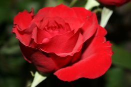 rose-143445_640